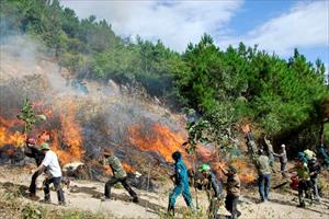 Lào Cai chỉ thị tăng cường các biện pháp bảo vệ rừng