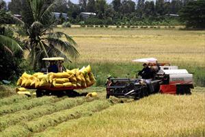 World Bank sẽ hỗ trợ Việt Nam thực hiện Đề án 1 triệu ha lúa