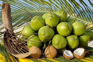 Việt Nam đứng trước cơ hội xuất khẩu dừa tươi sang Trung Quốc