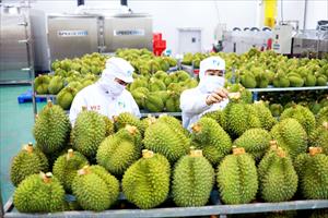 Siết chặt kiểm tra trái cây xuất sang Trung Quốc