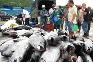 Hưởng lợi từ EVFTA, cá ngừ Việt Nam thu hút các nhà nhập khẩu Italy