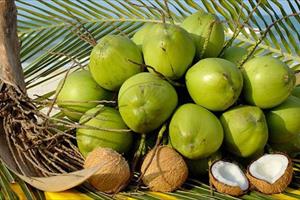 Doanh nghiệp Việt Nam có thể xuất khẩu dừa sang thị trường Hoa Kỳ