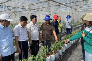 Hội Làm vườn Việt Nam thăm một số mô hình nông nghiệp tại Bắc Giang