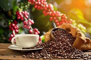 Xuất khẩu cà phê của Việt Nam trong tháng 1 đạt 238.266 tấn