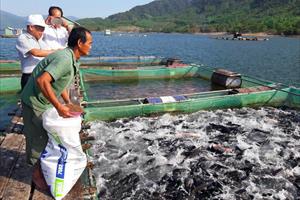 Cục Thủy sản đề nghị các địa phương kiểm soát chặt chẽ chất lượng thức ăn thủy sản