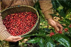 Giá cà phê tăng mạnh, xuất khẩu đạt gần 1 tỷ USD chỉ trong 45 ngày