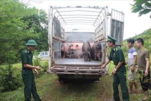Xử lý nghiêm các trường hợp vận chuyển động vật trái phép qua biên giới vào Việt Nam