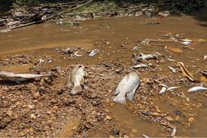 Nhiều trang trại chăn nuôi lợn xả nước thải gây ô nhiễm môi trường