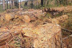 Để mất rừng, một doanh nghiệp ở Đắk Nông bị thu hồi dự án lâm nghiệp