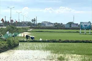 Thời tiết nắng nóng, Quảng Nam khuyến cáo nông dân chủ động phòng trừ sâu bệnh