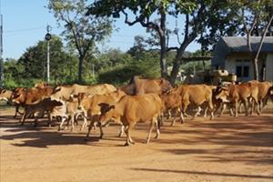 Phú Yên: Ngăn chặn lây lan bệnh viêm da nổi cục trên trâu, bò