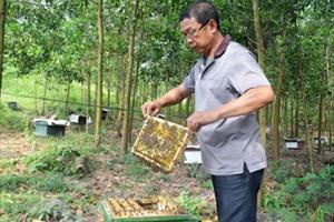 Làm giàu từ nuôi ong lấy mật