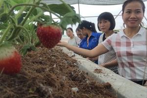 Trồng dâu tây trong nhà màng ở Bắc Giang: Hướng chuyển đổi hiệu quả