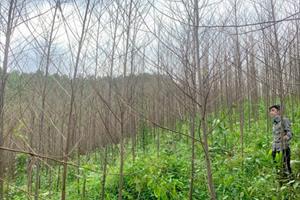 Tuyên Quang xử lý sâu xanh gây hại rừng bồ đề