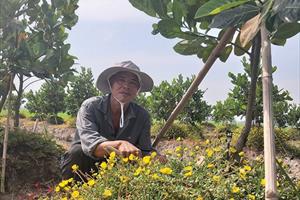 Ứng dụng công nghệ phun tưới tự động trên vườn mít Thái