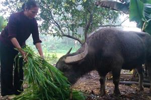 Tuyên Quang: Chủ động phòng chống rét cho đàn vật nuôi