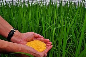 Philippines cấp phép canh tác Gạo Vàng nhằm giải quyết các vấn đề về suy dinh dưỡng
