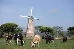 Hệ thống trang trại bò sữa Vinamilk tăng trưởng ấn tượng