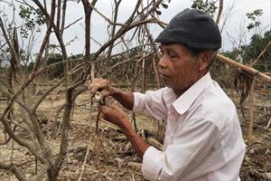 TT - Huế: Hàng trăm héc-ta cây thanh trà bị “chết đuối”