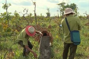 Hơn 300ha rừng bị đốn hạ tại huyện Ea Súp