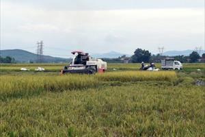 Nông nghiệp miền Trung: Vụ lúa hè thu được mùa