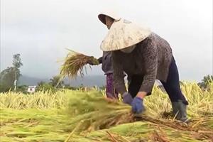 Hàng ngàn hécta lúa ngập úng, nông dân khóc ròng