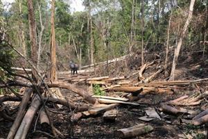 Khởi tố hai nhân viên bảo vệ rừng ở Gia Lai để mất rừng