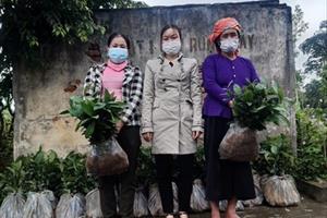 Hội LHPN xã Khánh Yên Trung hỗ trợ cây giống cho hộ nghèo