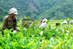 Câu chuyện liên kết cùng phát triển nông nghiệp ở Lai Châu