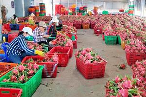 Bình Thuận siết chặt quản lý các vùng trồng, cơ sở đóng gói thanh long