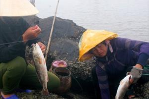 “Săn” cá quý và bảo vệ hải sản vùng biển miền Trung 