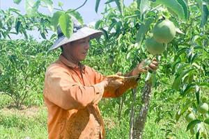 Quảng Trị: Liên kết trồng cây chanh leo