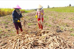 Trung Quốc tăng cường mua các sản phẩm từ sắn làm thức ăn chăn nuôi