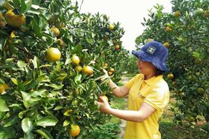 Tin NN Tây Bắc: Cao Phong có trên 1.100 ha cam SX theo VietGAP