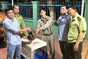 Bàn giao cá thể tê tê Java quý hiếm mắc bẫy, bị thương tại Quảng Nam 