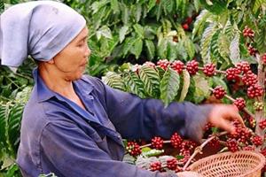 Xuất khẩu cà phê đã thu về hơn 2,32 tỷ USD