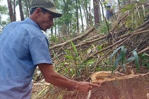 Cây bản địa bị đốn hạ hàng loạt tại dự án tỉa thưa rừng phòng hộ ở TT- Huế