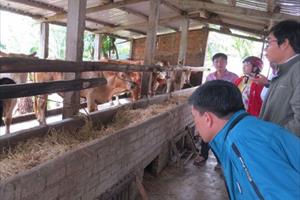 Kinh nghiệm chăm sóc bò trong dịch Covid-19