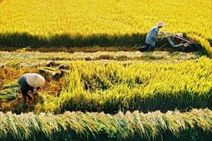 Năm 2030, sẽ giảm gần 350.000 ha đất trồng lúa