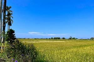 Quảng Nam khẩn trương thu hoạch lúa hè thu tránh thời tiết xấu
