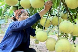 Giá trị sản xuất ngành nông nghiệp Bắc Giang đạt 36.500 tỷ đồng