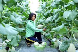 Bắc Giang chú trọng phát triển  nông nghiệp công nghệ cao