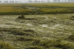 Mưa gió khiến 10.000 ha lúa đông xuân ở Quảng Trị và Thừa Thiên-Huế bị đổ ngã