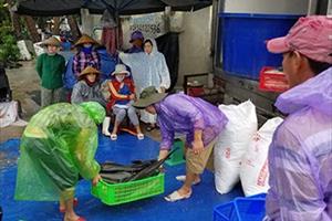 Phú Yên: Tranh thủ thu hoạch bán tôm, cá… trước khi bão đổ bộ