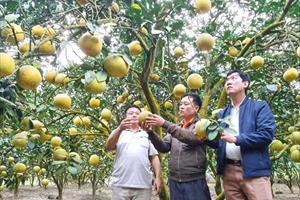 Nâng cao chất lượng gắn với xây dựng thương hiệu: Hướng đi bền vững cho nông sản Yên Sơn