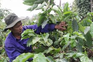 Nông nghiệp tái sinh của 21.000 hộ trồng cà phê bền vững