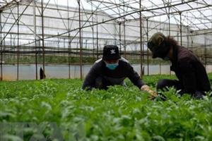 Lâm Đồng có hơn 1.300ha đất sản xuất được chứng nhận hữu cơ