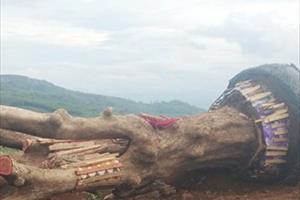 Phú Yên: Tịch thu, tạm giữ 2 cây gỗ khủng chưa rõ nguồn gốc