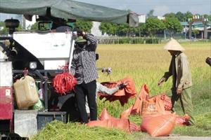 Xã Tượng Sơn tập trung thu hoạch vụ hè thu trước mùa mưa lũ