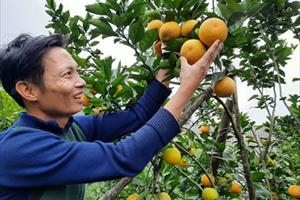 “Tìm đường” phát triển bền vững cây cam ở Bắc Trung Bộ